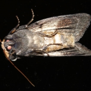 Discophlebia lucasii at Rosedale, NSW - 25 Feb 2019