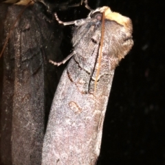 Discophlebia lucasii at Rosedale, NSW - 25 Feb 2019