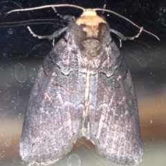 Discophlebia lucasii at Rosedale, NSW - 25 Feb 2019