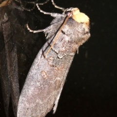 Discophlebia lucasii at Rosedale, NSW - 25 Feb 2019