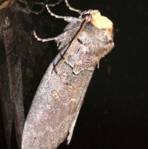 Discophlebia lucasii at Rosedale, NSW - 25 Feb 2019