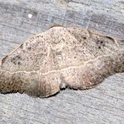 Sophta concavata (Varied Hookwing) at Rosedale, NSW - 27 Feb 2019 by jb2602