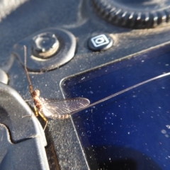 Ephemeroptera (order) (Unidentified Mayfly) at Lower Cotter Catchment - 7 Mar 2019 by Christine