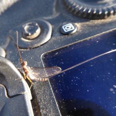 Ephemeroptera (order) (Unidentified Mayfly) at Cotter Reservoir - 7 Mar 2019 by Christine