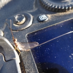 Ephemeroptera (order) (Unidentified Mayfly) at Cotter Reservoir - 7 Mar 2019 by Christine
