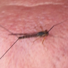 Ephemeroptera (order) at Paddys River, ACT - 8 Mar 2019 09:16 AM