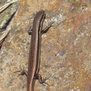 Morethia boulengeri at Uriarra Village, ACT - 8 Mar 2019 10:34 AM