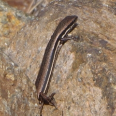 Morethia boulengeri at Uriarra Village, ACT - 8 Mar 2019 10:34 AM