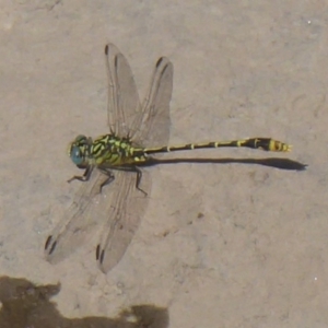 Austrogomphus australis at Uriarra Village, ACT - 8 Mar 2019 10:59 AM