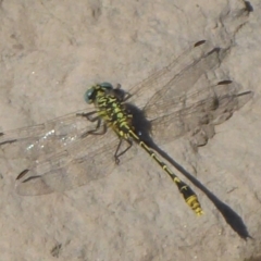 Austrogomphus australis at Uriarra Village, ACT - 8 Mar 2019 10:59 AM