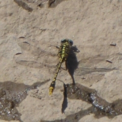 Austrogomphus australis at Uriarra Village, ACT - 8 Mar 2019