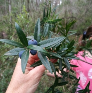 Santalum obtusifolium at Towamba, NSW - 8 Mar 2019