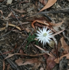 Helichrysum leucopsideum (Satin Everlasting) at Towamba, NSW - 8 Mar 2019 by stephskelton80