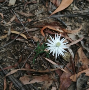 Helichrysum leucopsideum at Towamba, NSW - 8 Mar 2019