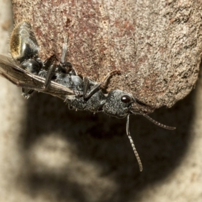 Myrmecia piliventris (Golden tail bull ant) at Nicholls, ACT - 7 Mar 2019 by AlisonMilton