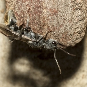 Myrmecia sp. (genus) at Nicholls, ACT - 7 Mar 2019