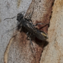 Myrmecia sp. (genus) at Nicholls, ACT - 7 Mar 2019