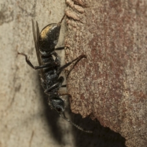 Myrmecia sp. (genus) at Nicholls, ACT - 7 Mar 2019