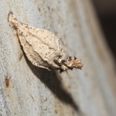 Hyalarcta nigrescens (Ribbed Case Moth) at Nicholls, ACT - 7 Mar 2019 by AlisonMilton