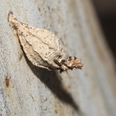 Hyalarcta nigrescens (Ribbed Case Moth) at Nicholls, ACT - 7 Mar 2019 by AlisonMilton