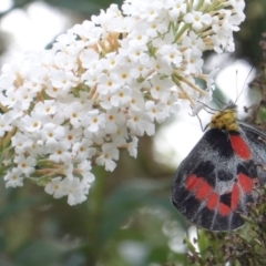 Delias harpalyce at Hughes, ACT - 8 Mar 2019 05:58 PM