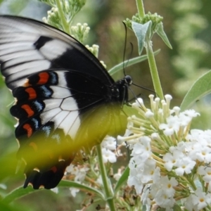 Papilio aegeus at Hughes, ACT - 5 Mar 2019 04:11 PM