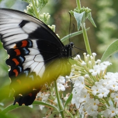 Papilio aegeus (Orchard Swallowtail, Large Citrus Butterfly) at Hughes, ACT - 5 Mar 2019 by JackyF