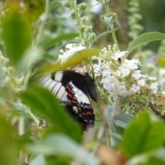 Papilio aegeus at Hughes, ACT - 5 Mar 2019 04:11 PM