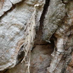 Metura elongatus (Saunders' case moth) at Deakin, ACT - 5 Mar 2019 by JackyF