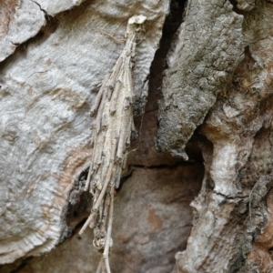 Metura elongatus at Deakin, ACT - 5 Mar 2019 03:32 PM