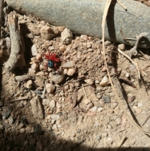 Nicodamidae (family) at Towamba, NSW - 8 Mar 2019 11:32 AM