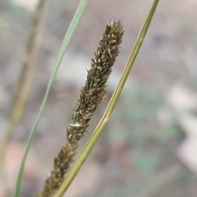Sporobolus creber (Slender Rat's Tail Grass) at Mount Mugga Mugga - 8 Mar 2019 by Mike