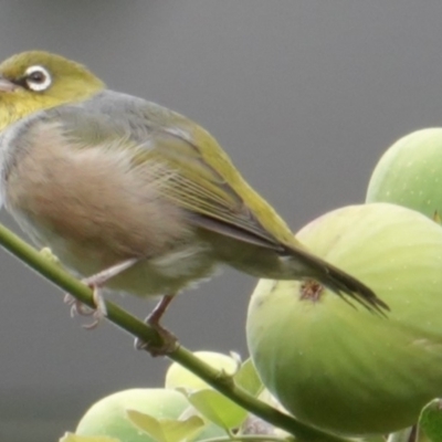 Zosterops lateralis (Silvereye) at Hughes, ACT - 5 Mar 2019 by JackyF