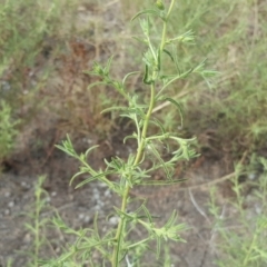 Dittrichia graveolens (Stinkwort) at Symonston, ACT - 8 Mar 2019 by Mike