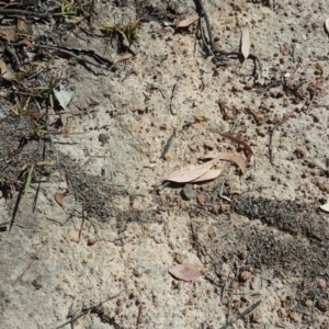 Papyrius nitidus at Symonston, ACT - 8 Mar 2019