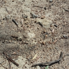 Papyrius nitidus at Symonston, ACT - suppressed