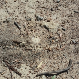 Papyrius nitidus at Symonston, ACT - suppressed