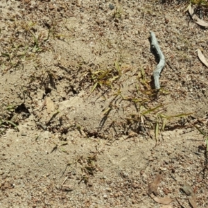 Papyrius nitidus at Symonston, ACT - suppressed