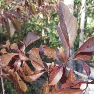 Prunus cerasifera at Isaacs Ridge - 5 Mar 2019 05:50 PM