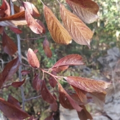 Prunus cerasifera at Isaacs Ridge - 5 Mar 2019 05:50 PM