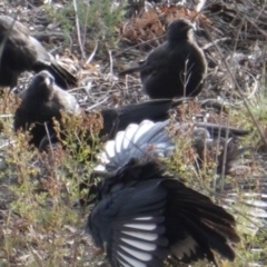 Corcorax melanorhamphos (White-winged Chough) at Red Hill to Yarralumla Creek - 8 Mar 2019 by JackyF