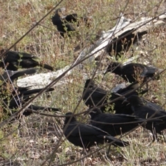 Corcorax melanorhamphos at Hughes, ACT - 8 Mar 2019