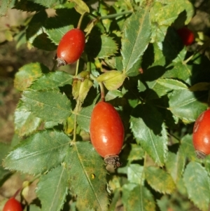 Rosa canina at Jerrabomberra, ACT - 5 Mar 2019 05:28 PM