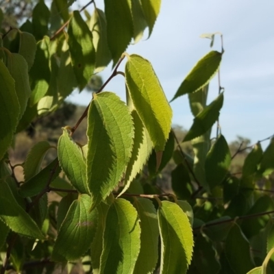 Celtis australis (Nettle Tree) at Isaacs Ridge - 5 Mar 2019 by Mike