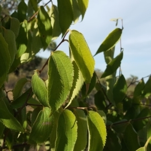 Celtis australis at Isaacs Ridge - 5 Mar 2019