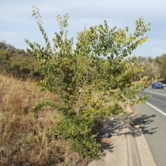 Celtis australis at Isaacs Ridge - 5 Mar 2019