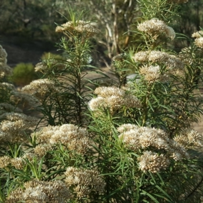 Cassinia aculeata subsp. aculeata (Dolly Bush, Common Cassinia, Dogwood) at Isaacs Ridge and Nearby - 5 Mar 2019 by Mike