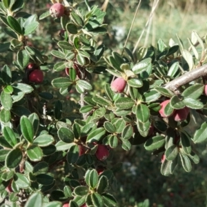 Cotoneaster rotundifolius at Jerrabomberra, ACT - 5 Mar 2019 05:13 PM