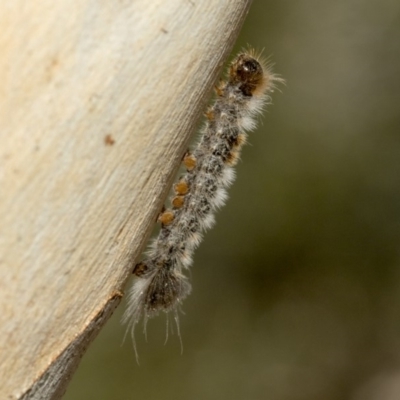 Euproctis marginalis (Margined Browntail Moth) at Nicholls, ACT - 7 Mar 2019 by AlisonMilton