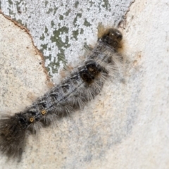 Euproctis marginalis at Nicholls, ACT - 7 Mar 2019